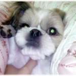 유기견이었던 울 <b>슈렉</b>~☆