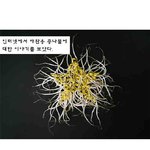 [김치샐러드] <b>애완</b>용 딸기;;;