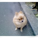 토비는 <b>산책</b>중~~~