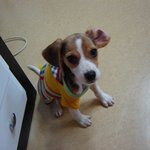 보고싶다 <b>짱아</b>야..ㅠ.ㅠ