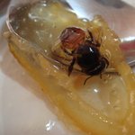 유자차속에 곤충(<b>벌</b>)<b>이</b>......