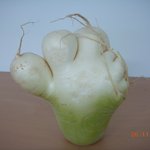 <b>발가락</b>과 손가락 사이