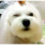 윙크하는 우리 "<b>몽이</b>"