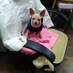 [부산] 유기견 분양합니다