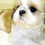 침대시트 갈자마자 먼저올라가보는 <b>미미</b> ㅋ