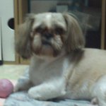 썩소짓는 <b>강아지</b> 보셨나요?