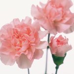 할머니 사랑해요