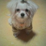 봉식이 애교는 <b>백단</b> 눈치는 영단 ㅋ