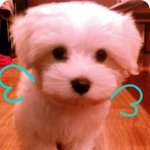 귀염둥이 <b>장군</b>이