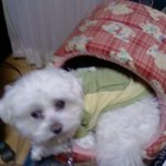 꼬질꼬질한 <b>흰둥이</b>