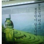 보성<b>녹차</b>의 진실