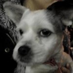 16~17일경 도봉구 <b>창동</b>에서 강아지 잃어버리신 분