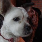 찾아요~ 16~17일경 / 도봉구 <b>창동</b> / 흰색 수컷/ 사진첨부