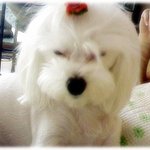 사진찍기 싫어서 눈감아버리는 <b>몽이</b>~ㅋ