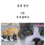 고양이 표정연기 <b>작렬</b>~!