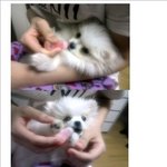 저희강아지 화이트포메꽃<b>송이</b> 인사드려요 ^_^