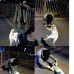 (영자필독)동네 개셱히한테 죽을뻔....
