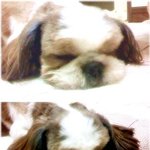 수컷 시<b>츄</b> 찾습니다..t^t.