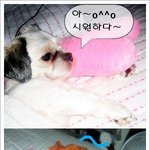 저희집 강아지 가을이입니다..^ㅡ^