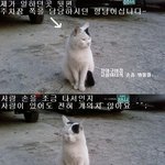실제 저의 고양이 <b>행님</b>~~(사진'有)