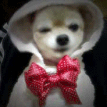 <b>포메라니안</b> 우리집막내 롱롱이^^*