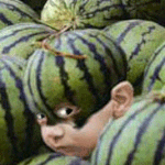 <b>수박</b>속의 아기