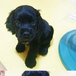 블랙<b>코카</b> 우리별이