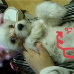 <b>프리티</b>독 (인터넷 애견 판매업자)