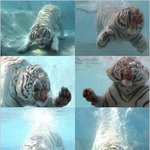 <b>백호</b> 포스!