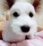 저희집 막둥이를 소개합니다 ^^