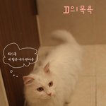북그러운 고양이 <b>목욕</b> 신 +_+