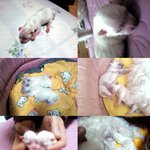 쪼롱이 2세