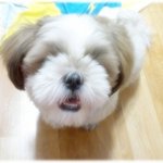 <b>푹신</b>한 잠자리도 생기고 미용도하고~^^**