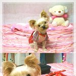 모델 <b>토토</b>