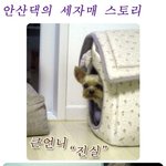 안산댁의 <b>세자매</b> 스토리~^^