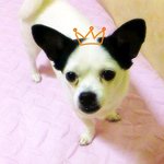 우리 집이랑 강아지 <b>사돈</b> 맺으실분!! 꽃순이 신랑을 모집합니닷!