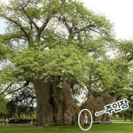 주인장 특이한 <b>나무</b><속> 특별한 술집