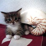 <b>고생대</b> 생물...인가..