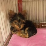 우리 멍멍이 사진 올려용^^