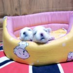 쪼롱이 2세들이예용 눈 떳어요...ㅋㅋ