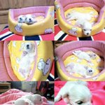 쪼<b>롱이</b> 2세 (눈 떳어요)