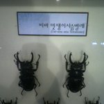 멋진 <b>사슴</b>벌레의 이름