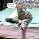 우리집 <b>미미</b> (6개월째ㅋ)