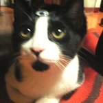 눈 세 개 달린 우리집 고양이 <b>네로</b>...