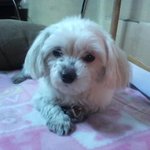 [서울/영등포 <b>부근</b>]말티즈(여아)보호중