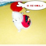 장난꾸러기 캐슬이와 <b>이슬이</b>..^^*