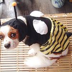 벌 너<b>이리</b> 나와라