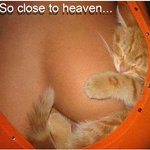 <b>이</b> 고양이 <b>행복</b>하겠다~~ ㅋㅋㅋ