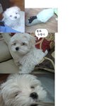 2개월된 우리<b>강지</b> 애교뭉치>ㅡ<