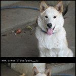 우리 <b>복실</b>이  찾습니다..꼭 찾고 싶어요..ㅠ_ㅠ